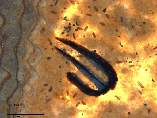 Tracheophyta