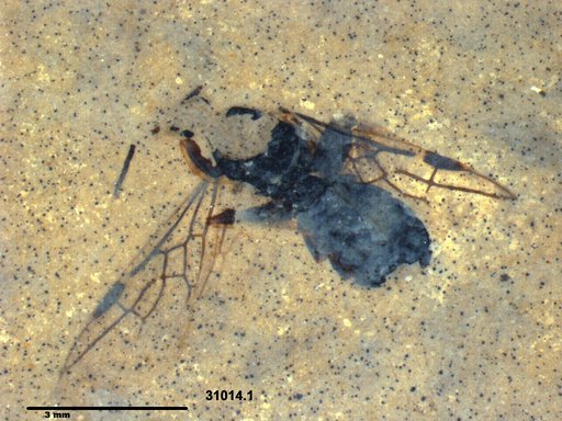 Formicidae