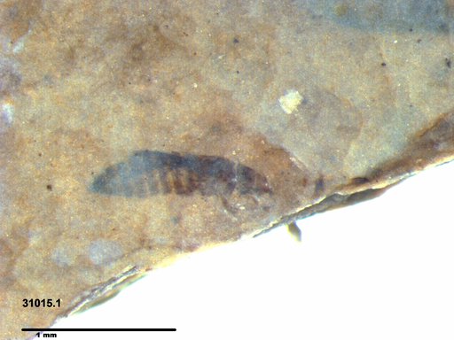 Genus sp