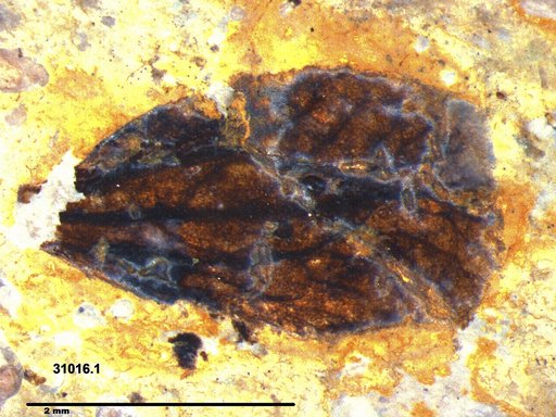 Tracheophyta