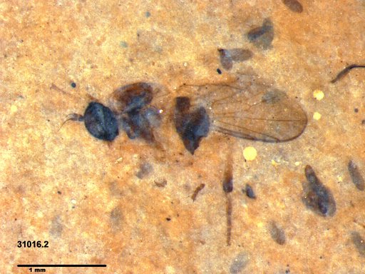 Diptera