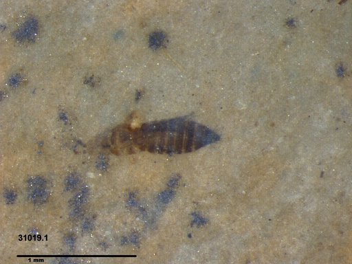 Genus sp