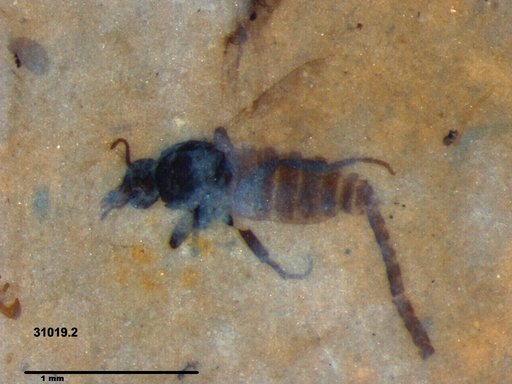 Genus sp