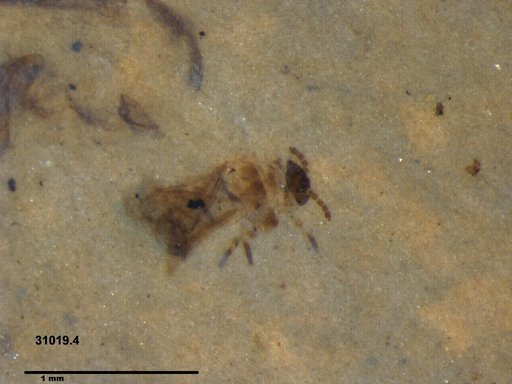 Aphididae