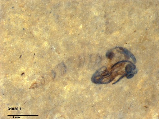 Chaoboridae