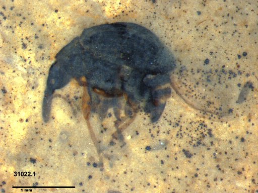 Genus sp