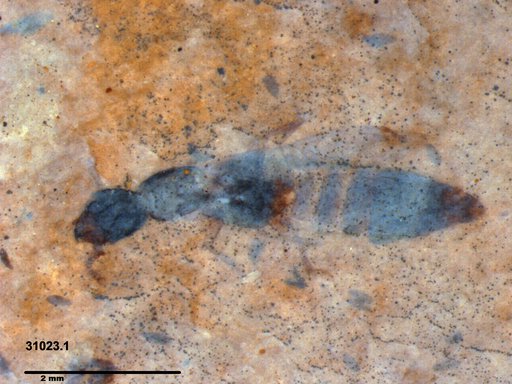 Genus sp