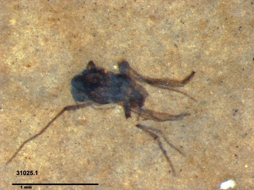 Insecta