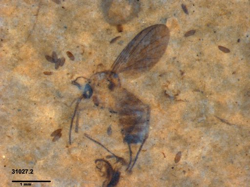 Diptera