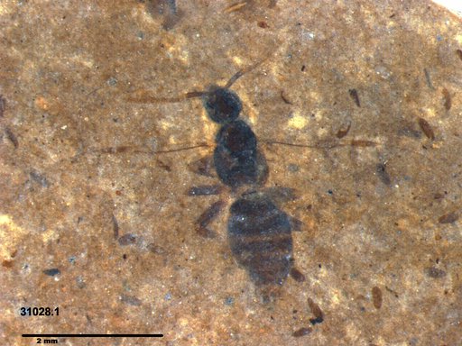 Formicidae
