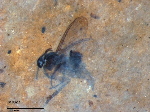 Diptera