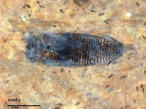 Corixidae