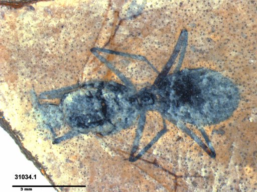 Formicidae