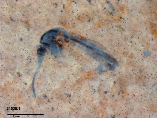 Genus sp