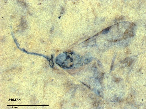 Ichneumonidae