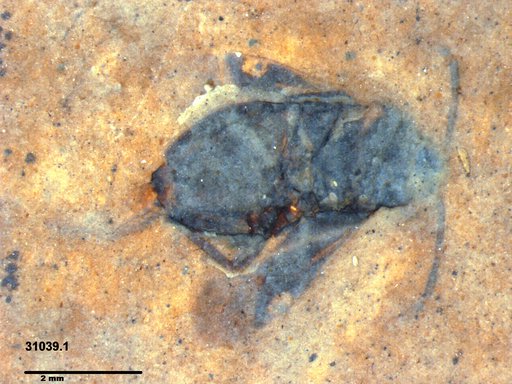 Genus sp