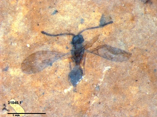 Diapriidae