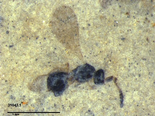 Diapriidae