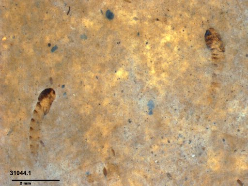 Genus sp
