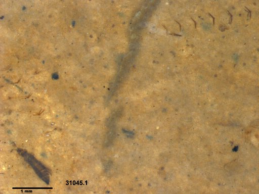 Genus sp