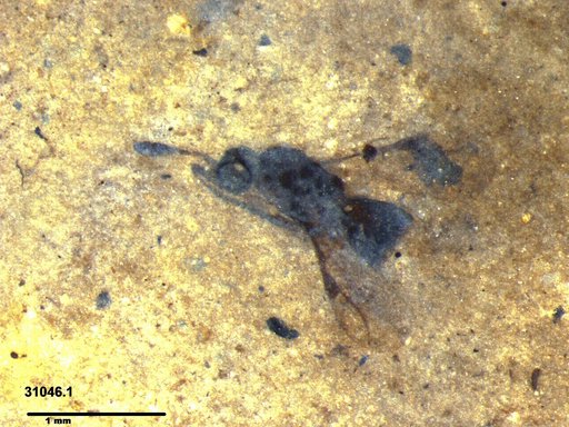 Megaspilidae