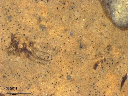 Genus sp