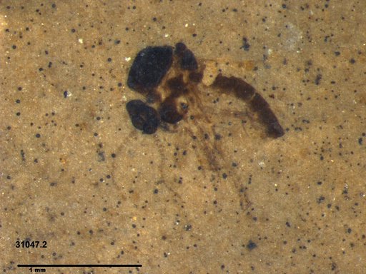 Diptera