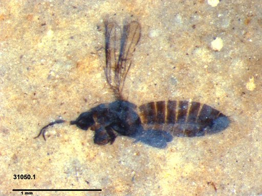 Genus sp