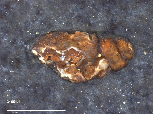Gastropoda