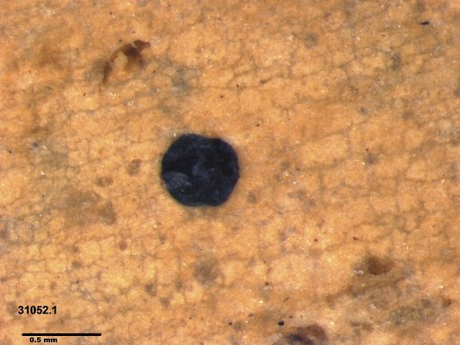Tracheophyta