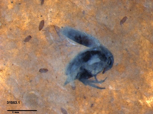 Mordellidae