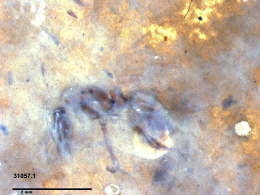 Formicidae