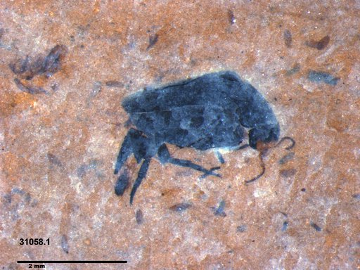 Mordellidae