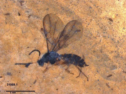 Braconidae