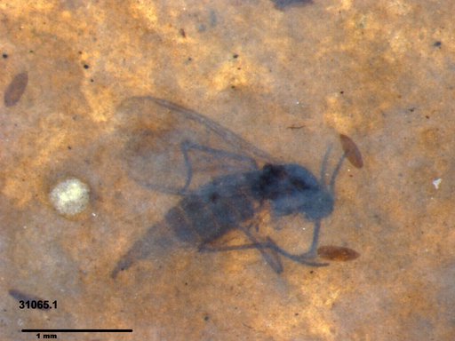 Sciaridae