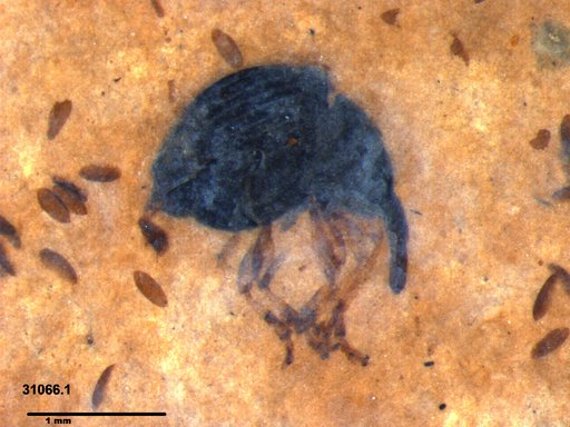Genus sp