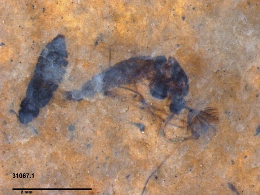 Genus sp