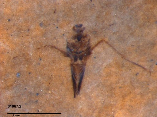 Notonectidae