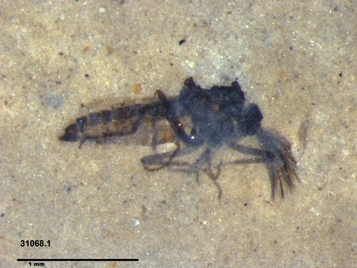 Diptera