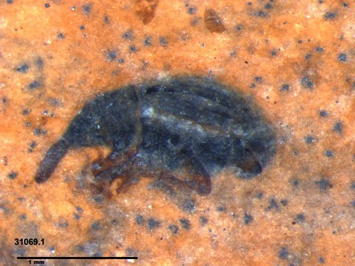 Genus sp