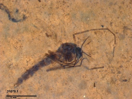 Genus sp