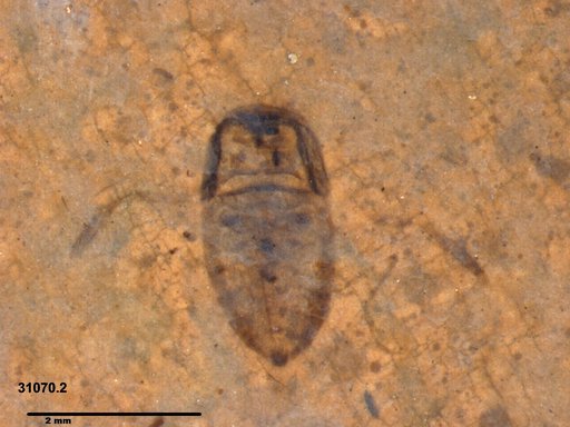 Corixidae