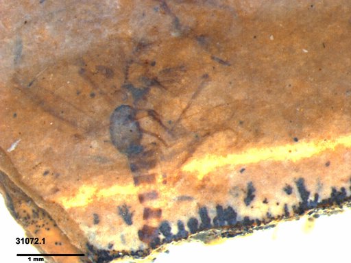 Chaoboridae