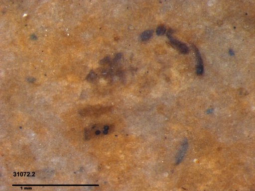 Chaoboridae
