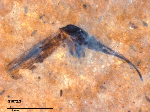Genus sp
