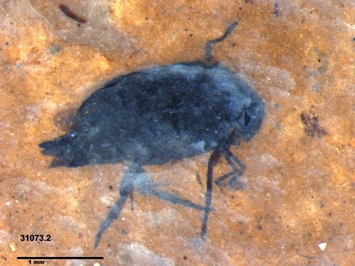 Mordellidae