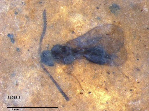 Diapriidae