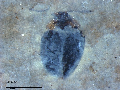 Chrysomelidae