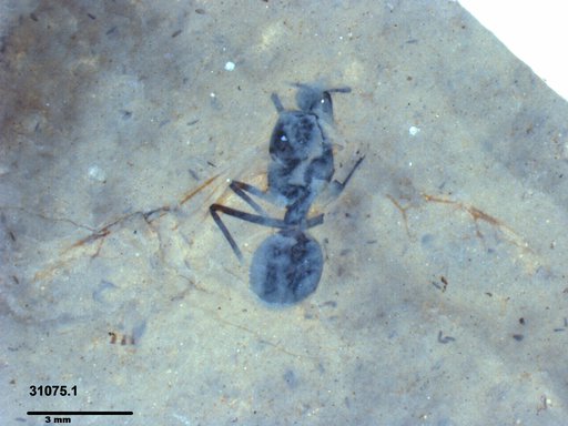Formicidae
