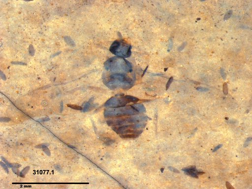 Formicidae
